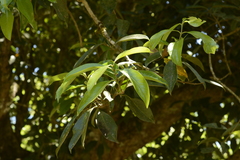 Syzygium hemisphericum