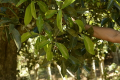Syzygium hemisphericum