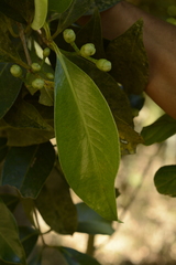 Syzygium hemisphericum