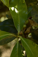 Syzygium hemisphericum