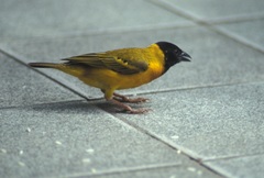 Ploceus melanocephalus