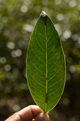 Syzygium hemisphericum