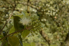 Syzygium hemisphericum