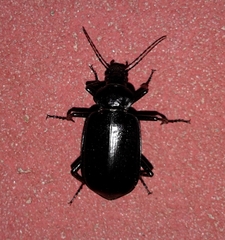 Calosoma peregrinator