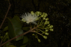 Syzygium hemisphericum