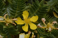 Hypericum mysurense