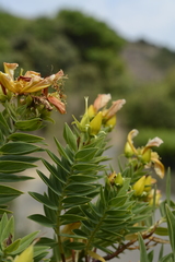 Hypericum mysurense