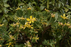 Hypericum mysurense