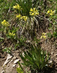 Biscutella laevigata