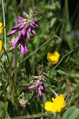 Hedysarum hedysaroides