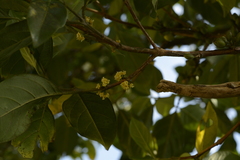 Tricalysia