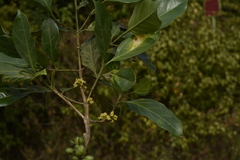 Tricalysia