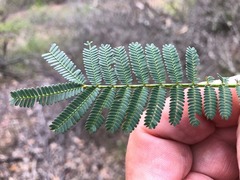 Acacia loroloba