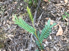 Acacia loroloba