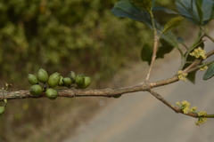 Tricalysia