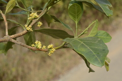 Tricalysia