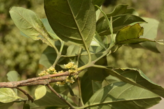 Tricalysia