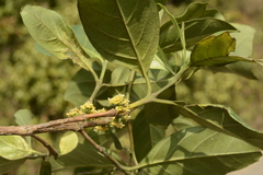 Tricalysia
