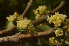Tricalysia