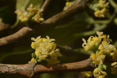 Tricalysia
