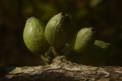 Tricalysia