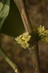 Tricalysia