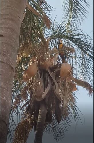 Blue-and-yellow Macaw