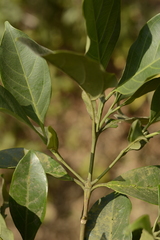 Tricalysia