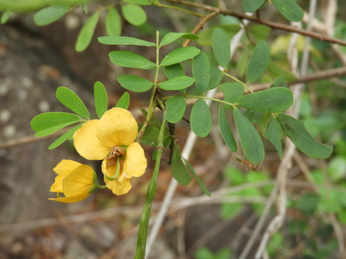 Senna gaudichaudii observed 2026-05-10