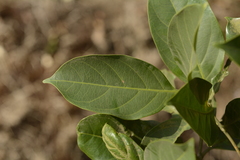 Tricalysia