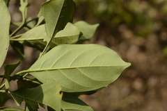Tricalysia