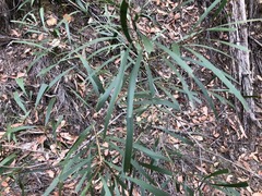 Acacia maidenii