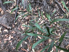 Acacia maidenii