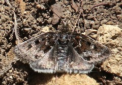 Metaxmeste schrankiana