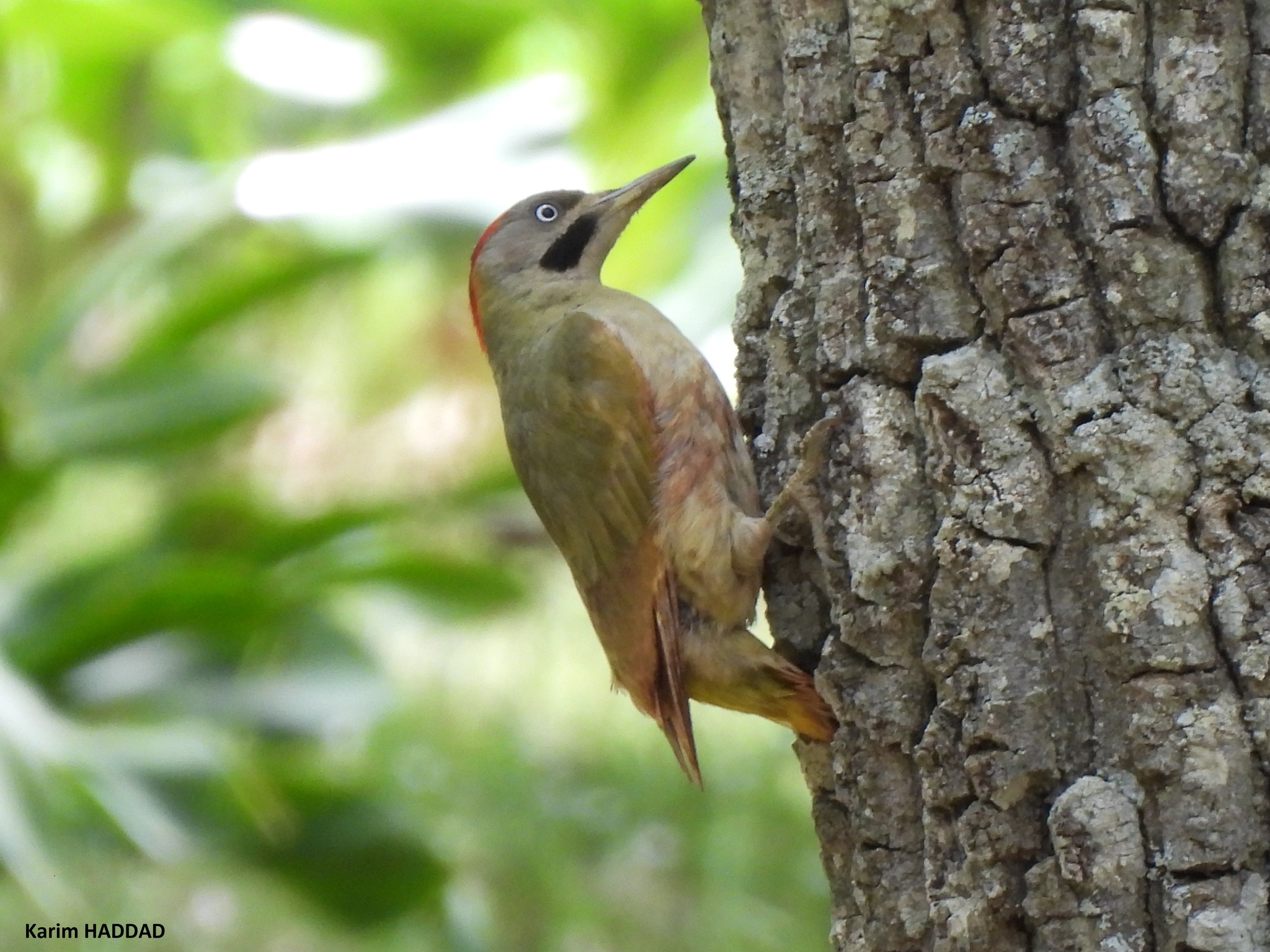 Levaillant's Woodpecker (Picus vaillantii), photo 10