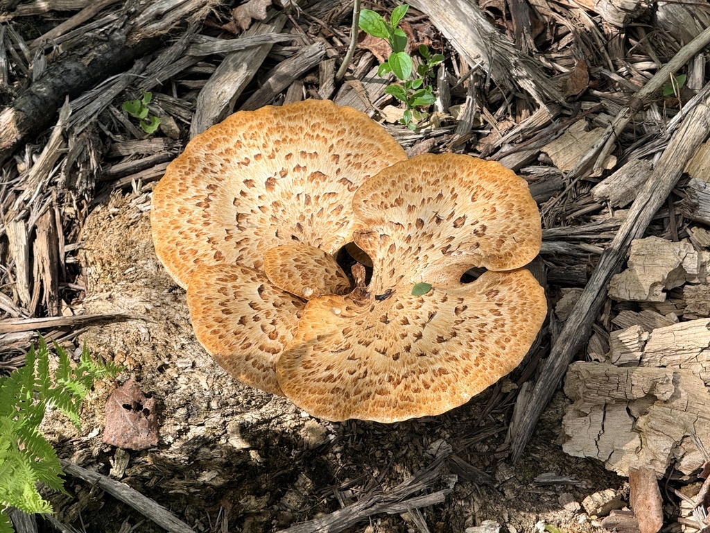 Dryad's Saddle · May 2026 · photo: Photo: no rights reserved · iNaturalist