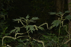 Girardinia diversifolia