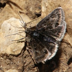 Metaxmeste schrankiana