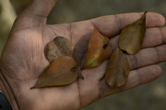 Calophyllum austroindicum