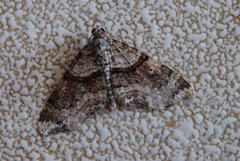 Oulobophora externaria