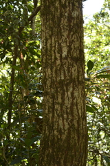 Calophyllum austroindicum