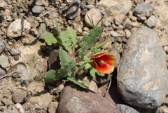 Glaucium elegans