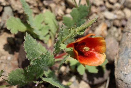 Glaucium elegans, photograph 1