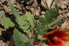 Glaucium elegans, photograph Вячеслав Юсупов, CC BY, iNaturalist via GBIF
