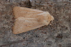 Mythimna alopecuri
