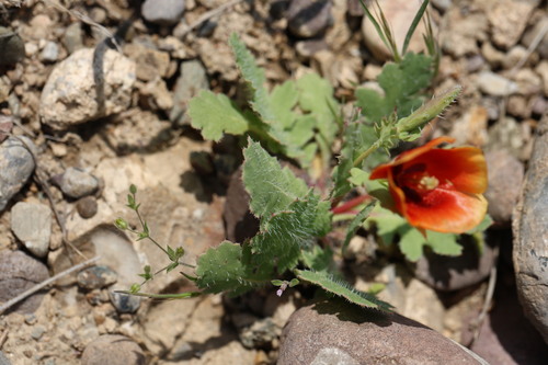 Glaucium elegans, photograph 2