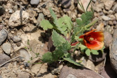 Glaucium elegans, photograph Вячеслав Юсупов, CC BY, iNaturalist via GBIF