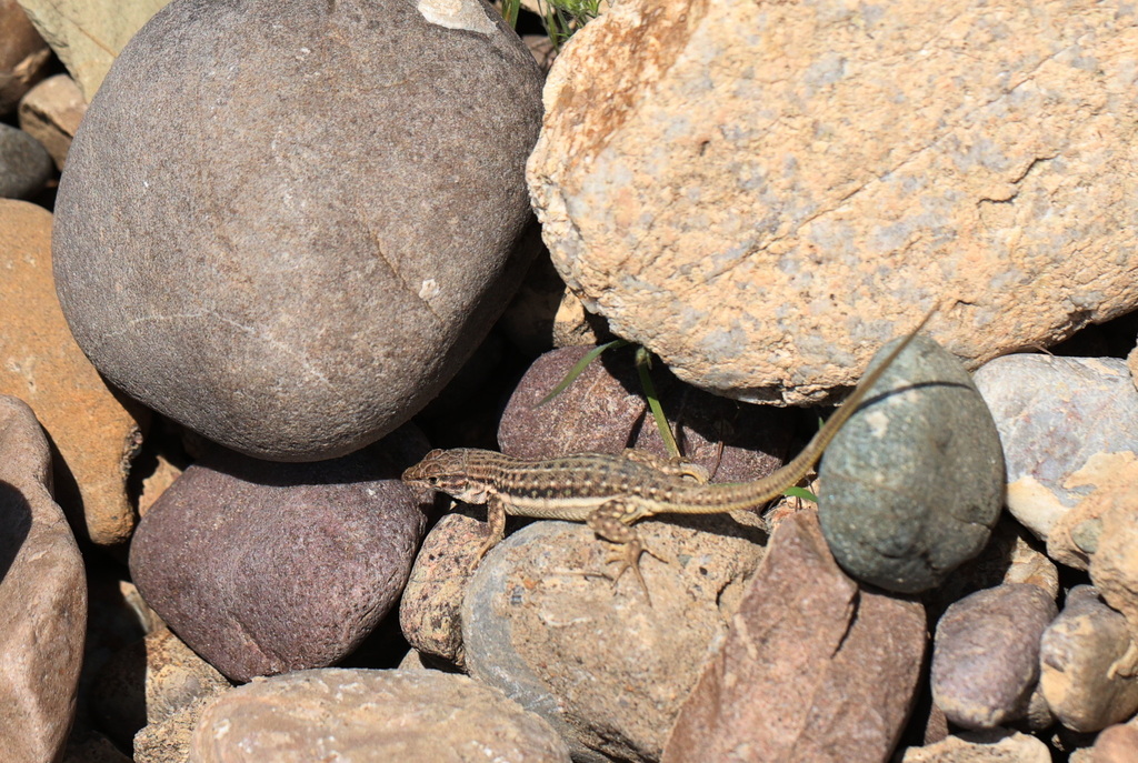 Kirghiz Racerunner