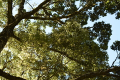 Calophyllum austroindicum