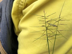 Aristida caput-medusae